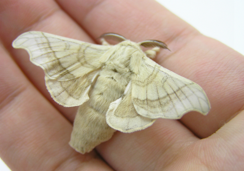 カイコ飼育セット 蚕を育て 幼虫から繭 成虫までの観察ができます 繭と蚕の里山のクラフト便り